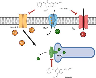 Pediatric flecainide pharmacogenomics: a roadmap to delivering precision-based care to pediatrics arrhythmias